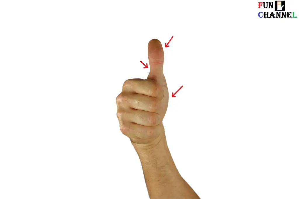 phalanges of the thumb