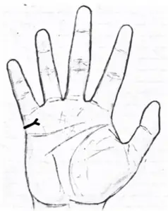 Fork at the end of the marriage line