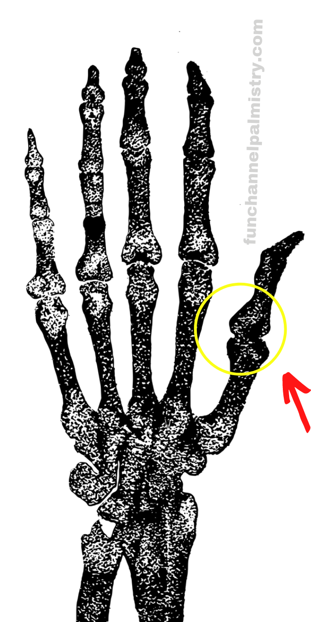 Early Success In Palmistry Or Late Success In Your Life 