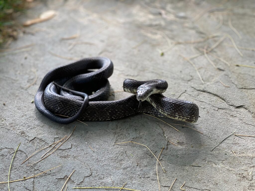 Dream of a black snake biting you