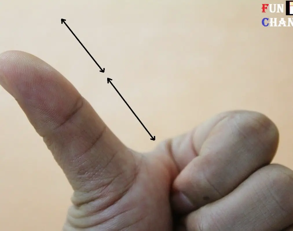 first phalange of the thumb is equal to the second phalange of the thumb first phalange of the thumb is equal to the second phalange of the thumb