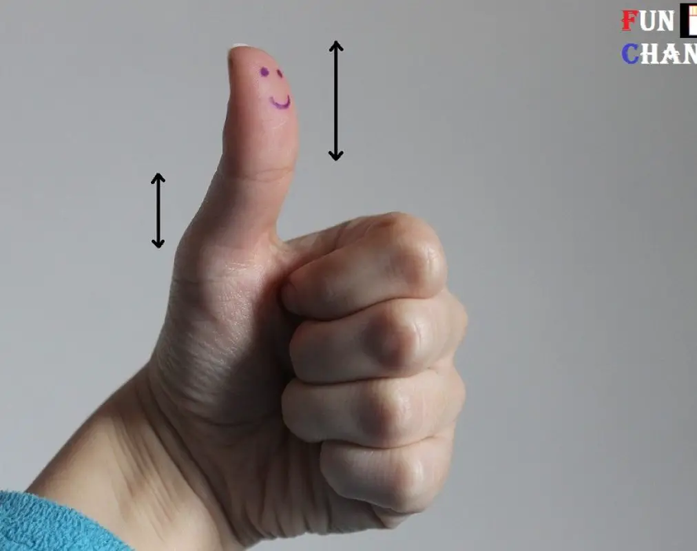 First phalange of the thumb is greater than the second phalange of the thumb First phalange of the thumb is greater than the second phalange of the thumb